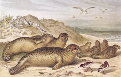 Foca, tavola da Brehms Tierleben: Allgemeine Kunde des Tierreichs, vol.2, p.309, pubblicato da Bibliographisches Institut da German School