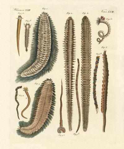 Vermi marini (incisione colorata) da German School