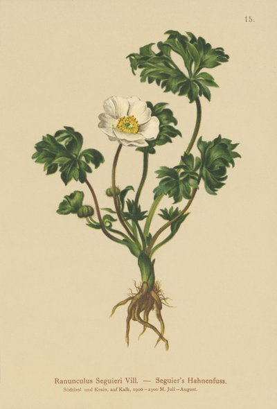 Ranuncolo di Seguier (Ranunculus seguieri) da German School