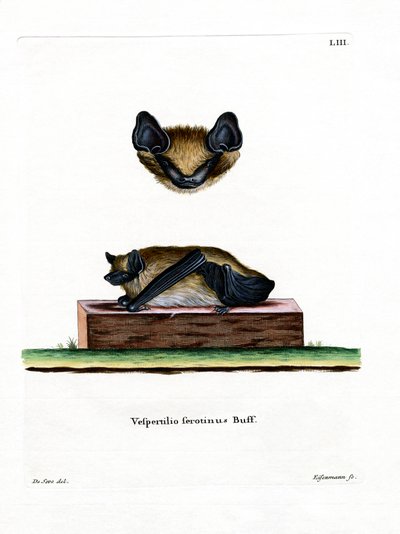 Pipistrello serotino da German School