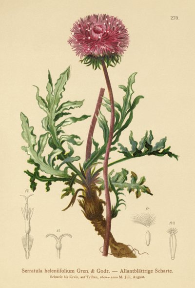 Serratula (Serratula heleniifolium) da German School