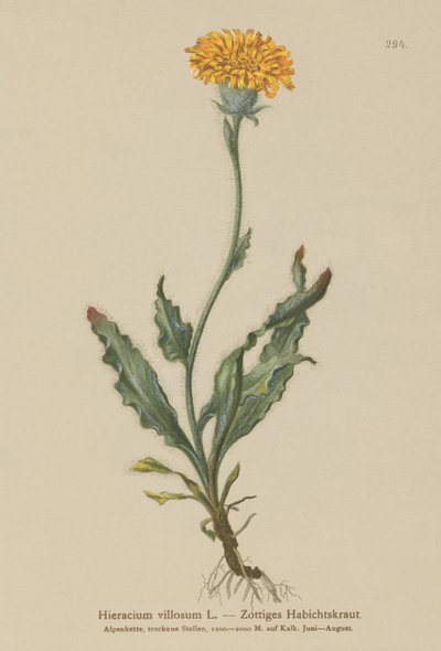 Hieracium villoso (Hieracium villosum) da German School