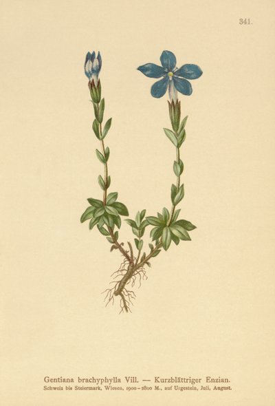 Genziana a foglie corte (Gentiana brachyphylla) da German School