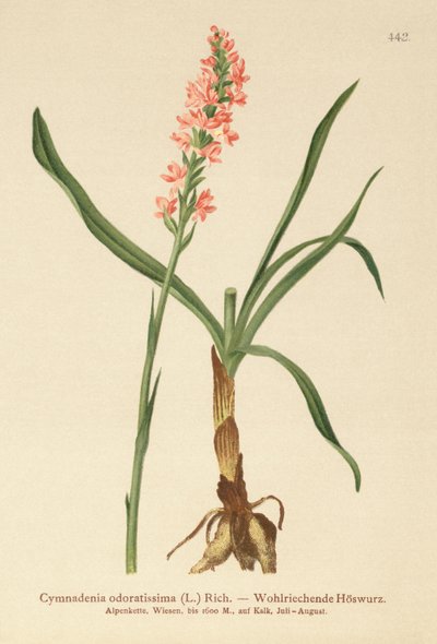 Gymnadenia odoratissima da German School