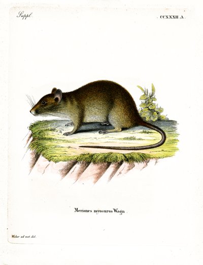 Ratto bandicoot dalla coda corta da German School
