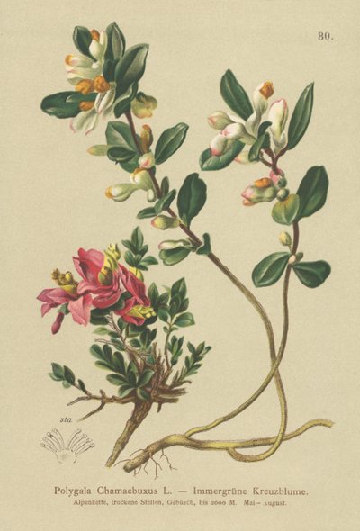 Polygala Chamaebuxus da German School