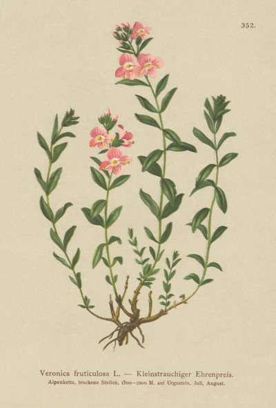 Veronica fruticulosa (Veronica fruticulosa, Veronica frutescens) da German School