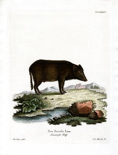 Cinghiale siamese da German School