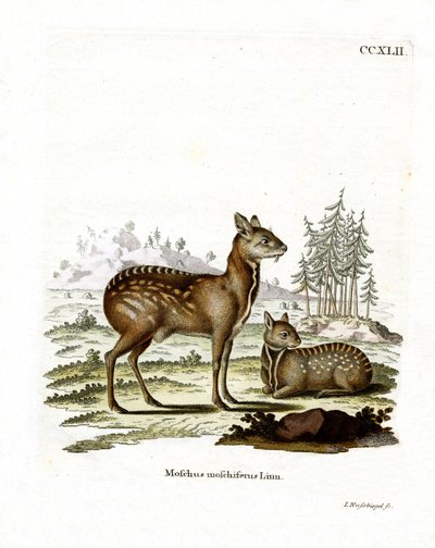 Cervo muschiato siberiano da German School