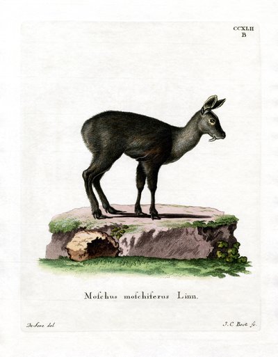 Cervo muschiato siberiano da German School