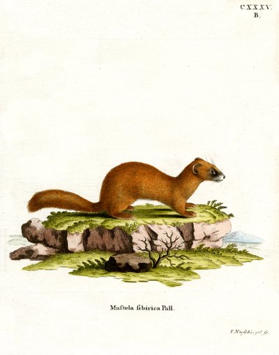 Donnola siberiana da German School