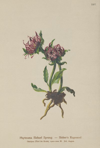 Raponzolo di Sieber (Phyteuma Sieberi) da German School