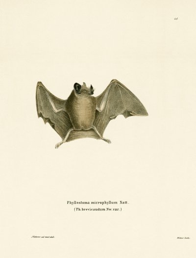 Pipistrello dalla Coda Corta e Setosa da German School