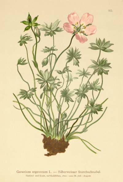 Geranio argenteo (Geranium argenteum) da German School