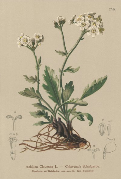 Achillea argentea da German School