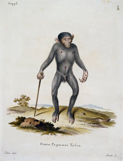 Simia pygmaeus, da Mammiferi illustrati dalla Natura con descrizioni, di Johann Christian Daniel von Schreber (1739-1810), incisione di IC Bock, Germania da German School