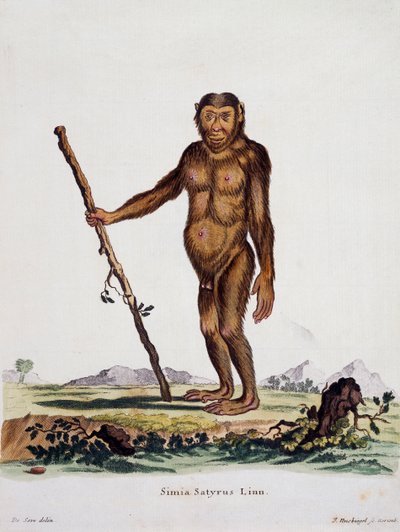 Simia satyrus, da Mammiferi illustrati dalla Natura con descrizioni, di Johann Christian Daniel von Schreber, incisione di I Nusbiegel dopo disegno di De Seve, Germania da German School