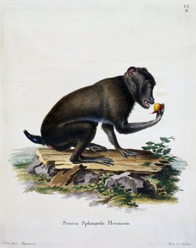 Simia sphingiola, da Mammiferi illustrati dalla natura con descrizioni, di Johann Christian Daniel von Schreber, incisione di IC Bock, Germania da German School