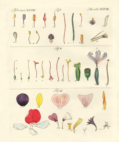 Parti singole di fiori da German School