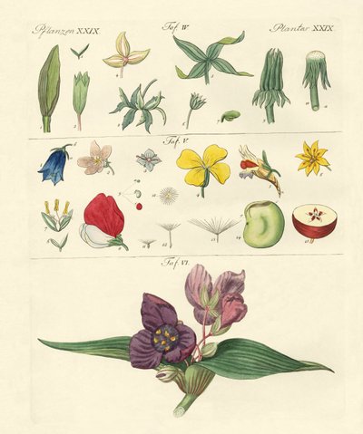 Parti singole di fiori da German School