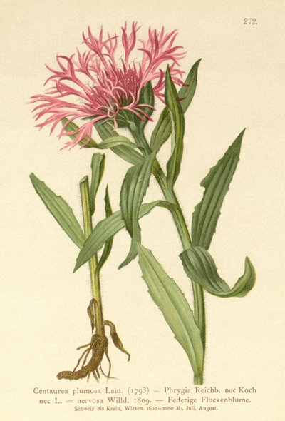 Fiordaliso a fiore singolo (Centaurea plumosa, Centaurea Phrygia, Centaurea nervosa, Centaurea uniflora) da German School