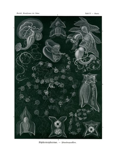 Siphonophorae da German School
