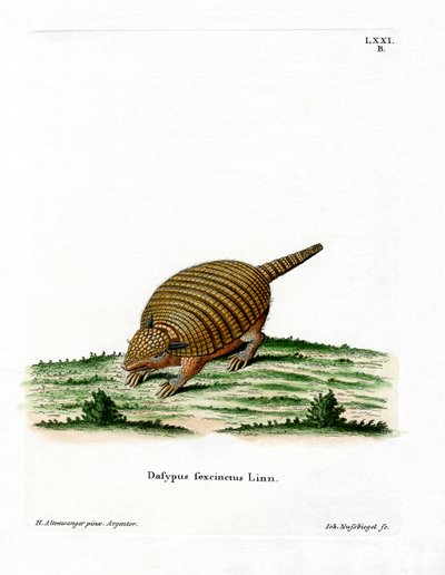 Armadillo a sei fasce da German School