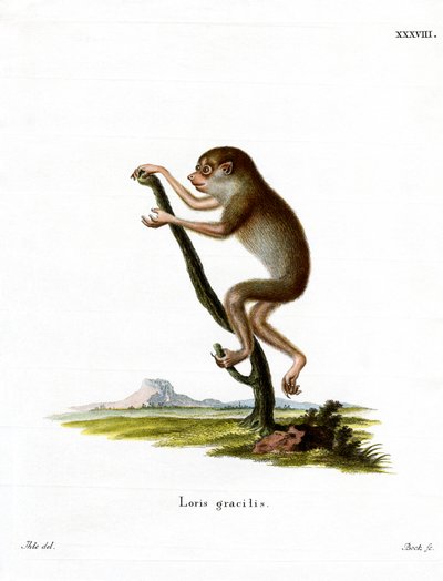 Loris snello da German School