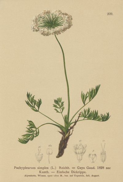 Piccolo levistico alpino (Pachypleurum mutellinoides, Pachypleurum simplex Pachypleurum alpinum, Pachypleurum simplex, Neogaya simplex, Gaya simplex, Ligusticum simplex) da German School