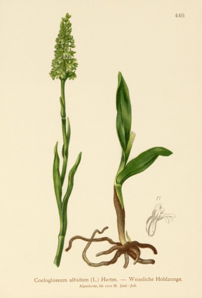 Satyrium albidum, Coeloglossum albidum, Leucorchis albida, Bicchia albida, Pseudorchis albida da German School