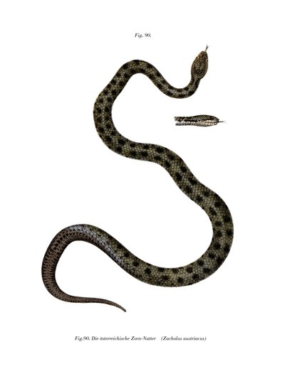 Serpente liscio da German School