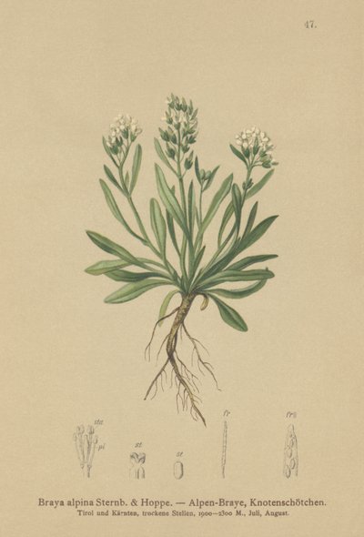 Cardamine alpina liscia (Braya alpina, Sisymbrium alpinum) da German School