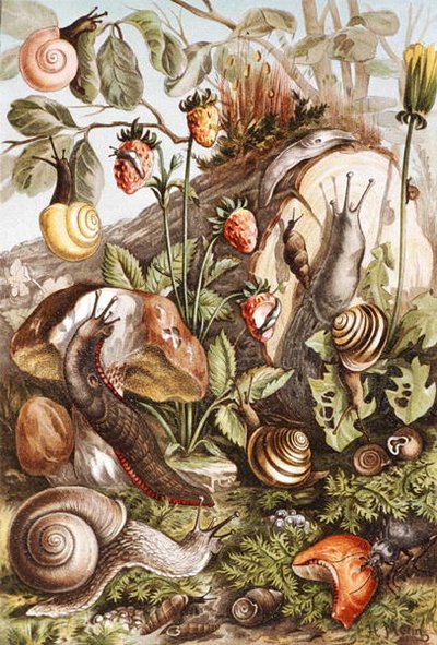 Lumache, tavola da 