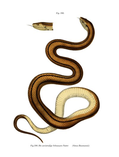 Serpente da German School