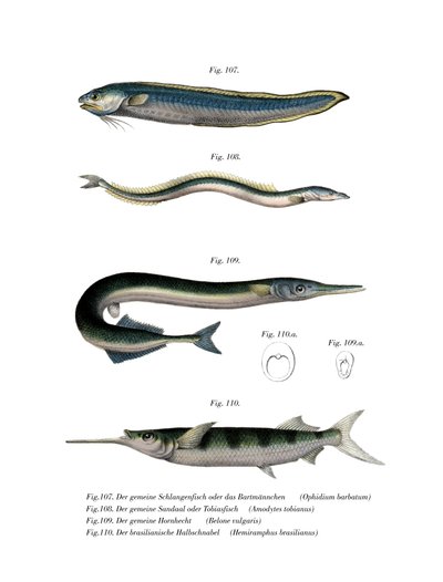 Blennio Serpente da German School