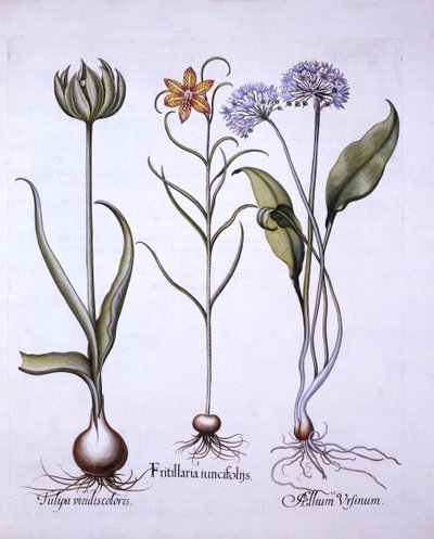 Fritillaria meleagris, Aglio selvatico e Tulipano, da Hortus Eystettensis, di Basil Besler, pub. 1613 da German School