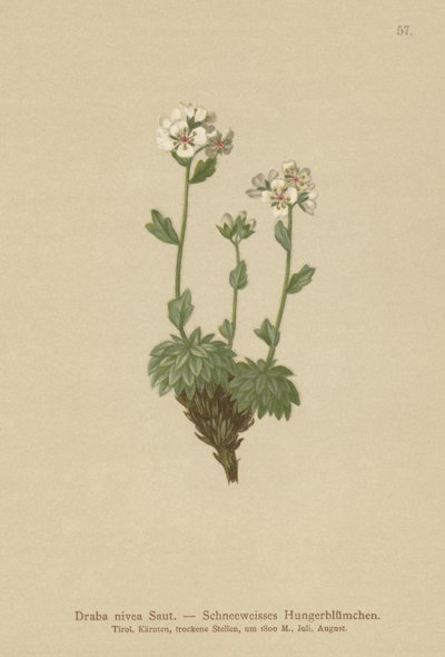 Draba nivea (Draba nivea) da German School