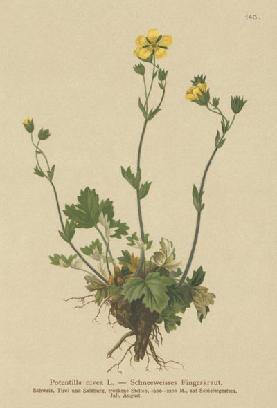 Cinquefoil niveo (Potentilla nivea) da German School