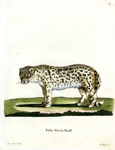 Leopardo delle nevi da German School