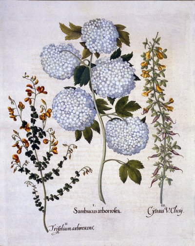 Viburno palla di neve, ginestra da giardino, ginestra alpina, da Hortus Eystettensis, di Basil Besler, pub. 1613 da German School