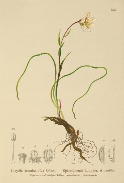 Lloydia serotina, Gagea serotina, Lloydia alpina, Lloydia striata da German School