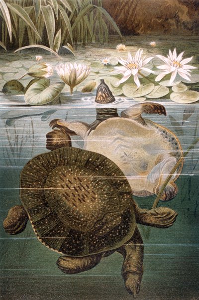 Tartaruga dal guscio molle, tavola da Brehms Tierleben: Allgemeine Kunde des Tierreichs, vol.7, p.621, pubblicato da Bibliographisches Institut da German School