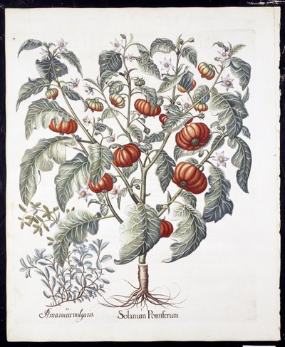 Solanum Pomiferum da Hortus Eystettensis di Basil Besler (1561-1629) pubblicato nel 1613 da German School