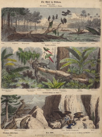 Sud America: estuario in Guyana; giungla in Brasile; Ande cilene (incisione colorata) da German School