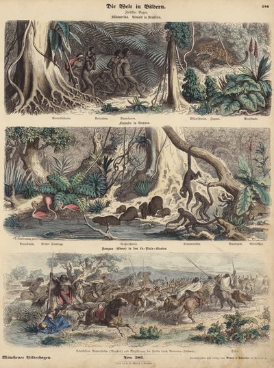 Sud America: giungla in Brasile; riva del fiume in Guyana; indiani che sorprendono i Gauchos nelle Pampas e fuggono con la loro mandria di bovini da German School