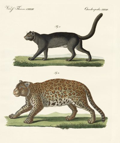 Animali sudamericani da German School