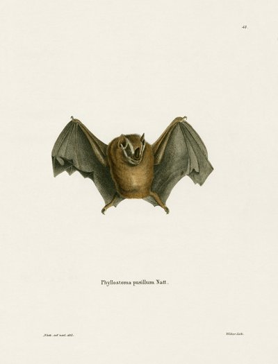 Pipistrello dalle orecchie gialle meridionale da German School