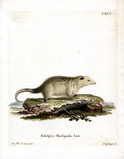 Opossum meridionale da German School