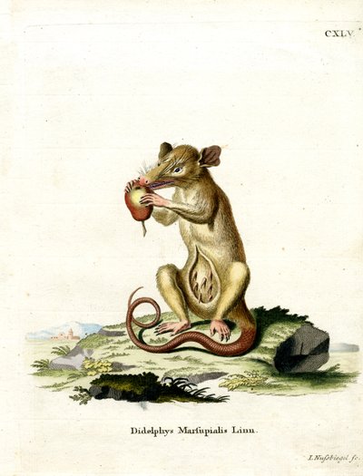 Opossum Meridionale da German School