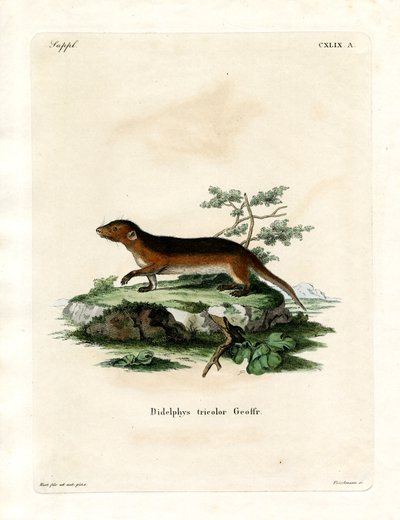 Opossum meridionale dai fianchi rossi da German School